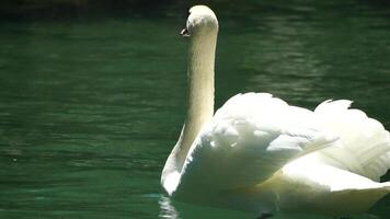 hermosa blanco cisne con mullido alas flotante en el lago en el parque en un soleado día. animales, aves y fauna silvestre, viaje y vacaciones concepto. lento movimiento video