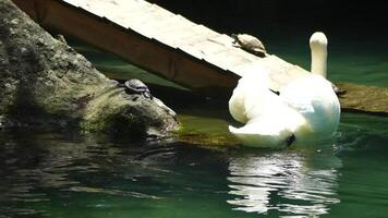 hermosa blanco cisnes Pareja con mullido alas flotante en el lago con tortugas en el parque en un soleado día. animales, aves y fauna silvestre, viaje y vacaciones concepto. lento movimiento video