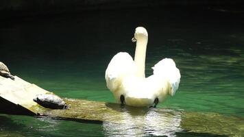 hermosa blanco cisne con mullido alas flotante en el lago con tortugas en el parque en un soleado día. animales, aves y fauna silvestre, viaje y vacaciones concepto. lento movimiento video