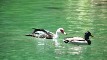 magnifique canards flottant sur le Lac dans le parc sur une ensoleillé journée. animaux, des oiseaux et faune, Voyage et vacances concept. lent mouvement video