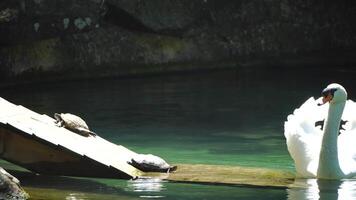 lindo branco cisne com fofo asas flutuando em a lago com tartarugas dentro a parque em uma ensolarado dia. animais, pássaros e animais selvagens, viagem e período de férias conceito. video