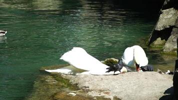 Beautiful white swan with fluffy wings floating on the lake in the park on a sunny day. Animals, birds and wildlife, travel and vacation concept. Slow motion video