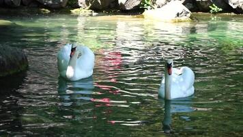 hermosa blanco cisne con mullido alas flotante en el lago en el parque en un soleado día. animales, aves y fauna silvestre, viaje y vacaciones concepto. lento movimiento video