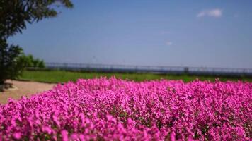 glücklich Frau Lauf im das Park unter üppig Rosa Blumen, Zeitlupe. Mädchen im Weiß fliegend Kleid mit lange Haar im das Garten. schlank Damen- draussen Frühling Freude video