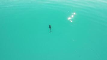 Aerial view of the dolphins slowly swimming in crystal clear calm turquoise waters. Group of endemic marine mammals migrating along coastline as seen from above. video