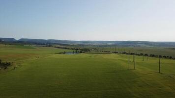 aéreo Visão em verde trigo campo dentro interior. campo do trigo sopro dentro a vento gostar verde mar. jovem e verde espigas. orelhas do cevada colheita dentro natureza. agronomia, indústria e Comida Produção. video