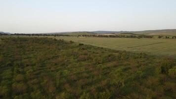 Antenne Aussicht auf Grün Weizen Feld im Landschaft. Feld von Weizen weht im das Wind mögen Grün Meer. jung und Grün Ährchen. Ohren von Gerste Ernte im Natur. Agronomie, Industrie und Essen Produktion. video