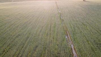 aereo Visualizza su verde Grano campo nel campagna. campo di Grano soffiaggio nel il vento piace verde mare. giovane e verde spighette. orecchie di orzo Ritaglia nel natura. agronomia, industria e cibo produzione. video