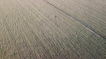 Antenne Aussicht auf Grün Weizen Feld im Landschaft. Feld von Weizen weht im das Wind mögen Grün Meer. jung und Grün Ährchen. Ohren von Gerste Ernte im Natur. Agronomie, Industrie und Essen Produktion. video