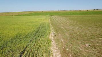 Antenne Aussicht auf Grün Weizen Feld im Landschaft. Feld von Weizen weht im das Wind mögen Grün Meer. jung und Grün Ährchen. Ohren von Gerste Ernte im Natur. Agronomie, Industrie und Essen Produktion. video