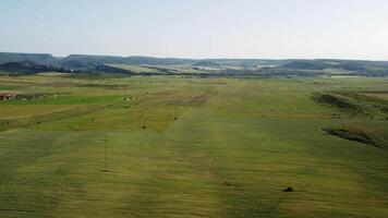 aereo Visualizza su verde Grano campo nel campagna. campo di Grano soffiaggio nel il vento piace verde mare. giovane e verde spighette. orecchie di orzo Ritaglia nel natura. agronomia, industria e cibo produzione. video