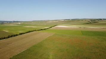 antenn se av en väg skärande genom en fält av grön vete i de landsbygden. fält av vete blåser i de vind tycka om grön hav. agronomi, industri och mat produktion. video