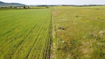 antenn se på grön vete fält i landsbygden. fält av vete blåser i de vind tycka om grön hav. ung och grön spikelets. öron av korn beskära i natur. agronomi, industri och mat produktion. video