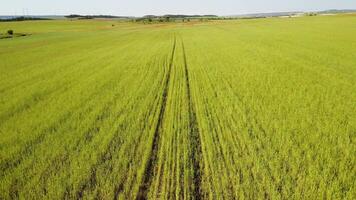 aéreo ver en verde trigo campo en campo. campo de trigo soplo en el viento me gusta verde mar. joven y verde espiguillas orejas de cebada cosecha en naturaleza. agronomía, industria y comida producción. video