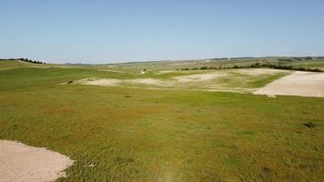 aéreo ver en verde trigo campo en campo. campo de trigo soplo en el viento me gusta verde mar. joven y verde espiguillas orejas de cebada cosecha en naturaleza. agronomía, industria y comida producción. video