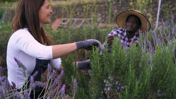 une femme et homme travail dans une jardin video