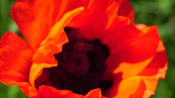 rouge coquelicot fleur tête proche en haut avec abeille. coquelicots dans le Prairie sauvage coquelicot champ, balançant par vent. macro. fermer de épanouissement coquelicots. clairière de rouge coquelicots. doux concentrer se brouiller. papaver sp. video