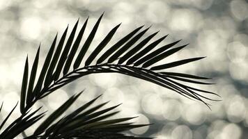 schwankend Palme Baum Blätter gegen ein golden Bokeh von das Meer. Sonne funkelt auf Wellen, leuchten ein warm Strand. Sonne leuchtenden durch Palme Baum. tropisch Sonnenuntergang Hintergrund. reisen, Ferien Konzept video