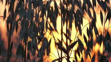 Oat field. Ripe oat ears at sunset. Scenic summer landscape. Oat - Avena sativa. Organic agriculture harvesting agribusiness concept. Slow motion, close-up video