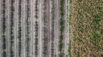 antenn Drönare se av en traktor skörd blommor i en lavendel- fält. abstrakt topp se av en lila lavendel- fält under skörd använder sig av jordbruks maskineri. video