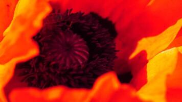 rojo amapola flor cabeza cerca arriba con abeja. amapolas en el prado salvaje amapola campo, balanceo por viento. macro. de cerca de cierne amapolas claro de rojo amapolas suave atención difuminar. papaver sp. video