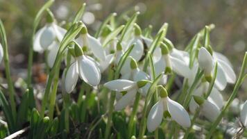 sneeuwklokje bestoven door bij gedurende vroeg voorjaar in Woud. sneeuwklokjes, bloem, de lente. wit sneeuwklokjes bloeien in tuin, vroeg lente, signalering einde van winter. langzaam beweging, dichtbij omhoog video