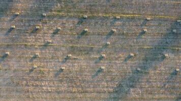 aerial view of a freshly harvested field dotted with haystacks during sunset. It is perfect for illustrating the farming process and the beauty of agricultural landscapes. video