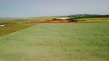 aereo Visualizza su verde Grano campo nel campagna. campo di Grano soffiaggio nel il vento piace verde mare. giovane e verde spighette. orecchie di orzo Ritaglia nel natura. agronomia, industria e cibo produzione. video