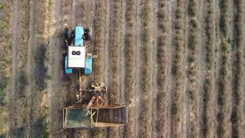 antenn Drönare se av en traktor skörd blommor i en lavendel- fält. abstrakt topp se av en lila lavendel- fält under skörd använder sig av jordbruks maskineri. video