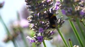 bombo su un' lavanda fiore nel il giardino nel il raggi di sole. api meticolosamente raccolta polline a partire dal fioritura lavanda campo. steli ondeggiante nel il estate brezza, vicino su lento movimento video