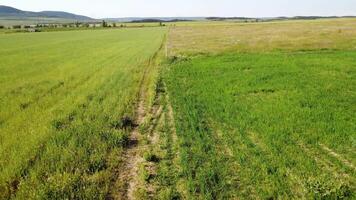 aéreo ver en verde trigo campo en campo. campo de trigo soplo en el viento me gusta verde mar. joven y verde espiguillas orejas de cebada cosecha en naturaleza. agronomía, industria y comida producción. video