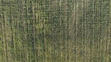 aéreo ver en verde trigo campo en campo. campo de trigo soplo en el viento a soleado primavera día. orejas de cebada cosecha en naturaleza. agronomía, industria y comida producción. video