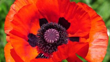 rot Mohn Blume Kopf schließen oben von Blütenblatt. Mohnblumen im das Wiese wild Mohn Feld, schwingen durch Wind. Makro. Nahansicht von blühen Mohn. Lichtung von rot Mohn. Sanft Fokus verwischen. Papaver sp. video