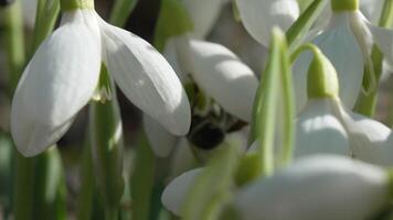 abelha poliniza floco de neve durante cedo Primavera dentro floresta. gotas de neve, flor, Primavera. querida abelha, apis mellifera visitando primeiro snowdrops em cedo primavera, sinalização fim do inverno. lento movimento, fechar acima video