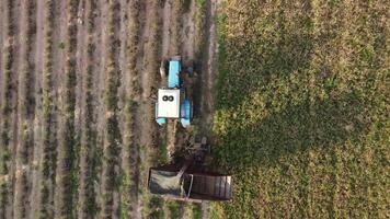 aéreo zumbido ver de un tractor cosecha flores en un lavanda campo. resumen parte superior ver de un púrpura lavanda campo durante cosecha utilizando agrícola maquinaria. video