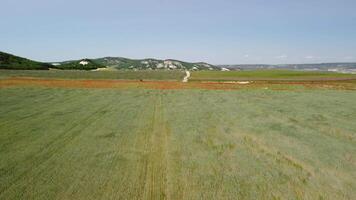 Aerial view on green wheat field in countryside. Field of wheat blowing in the wind like green sea. Young and green Spikelets. Ears of barley crop in nature. Agronomy, industry and food production. video