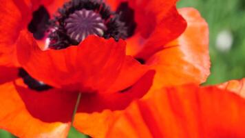 rot Mohn Blume Kopf schließen oben von Blütenblatt. Mohnblumen im das Wiese wild Mohn Feld, schwingen durch Wind. Makro. Nahansicht von blühen Mohn. Lichtung von rot Mohn. Sanft Fokus verwischen. Papaver sp. video