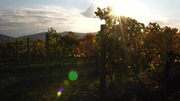 brillante otoño rojo naranja amarillo vid hojas a viñedo en calentar puesta de sol luz de sol. hermosa racimos de madurez uvas. vinificación y orgánico Fruta jardinería. cerca arriba. selectivo enfocar. video