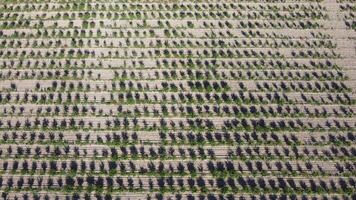 aereo moderno giardino. aereo superiore Visualizza di un Mela frutteto piantato utilizzando moderno giardinaggio tecniche. righe di giovane, ben curato alberi, geometria di moderno aziende agricole e biologico agricoltura pratiche. video