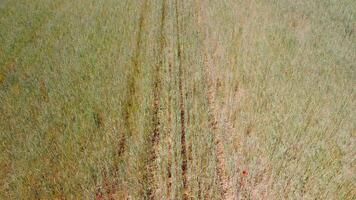 Aerial view on green wheat field in countryside. Field of wheat blowing in the wind like green sea. Young and green Spikelets. Ears of barley crop in nature. Agronomy, industry and food production. video
