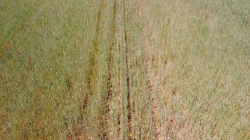 aereo Visualizza su verde Grano campo nel campagna. campo di Grano soffiaggio nel il vento piace verde mare. giovane e verde spighette. orecchie di orzo Ritaglia nel natura. agronomia, industria e cibo produzione. video