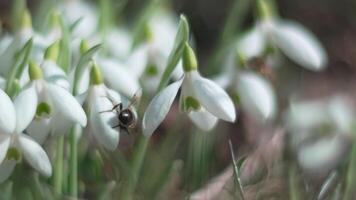 abeja poliniza campanilla de febrero durante temprano primavera en bosque. campanillas de invierno, flor, primavera. blanco campanillas floración en jardín, temprano primavera, señalización final de invierno. lento movimiento, cerca arriba, suave atención video