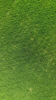 Aerial vertical view on green wheat field in countryside. Field of wheat blowing in the wind on sunset. Young and green Spikelets. Ears of barley crop in nature. Agronomy, industry and food production video