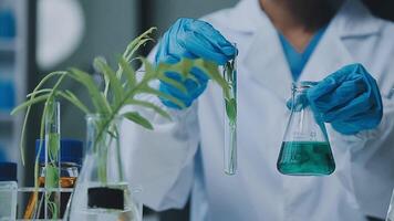 Science, biotechnology and plant with woman in laboratory for medical, pharmacy or research. Chemical, botany and healthcare study with scientist and test tube for sustainability, ecology or medicine video