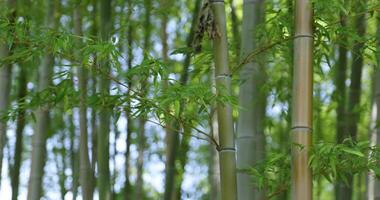 Green bamboo leaves in Japanese forest in spring sunny day video