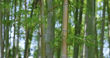 groen bamboe bladeren in Japans Woud in voorjaar zonnig dag video