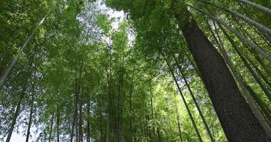 A green bamboo forest in spring wide shot low angle video