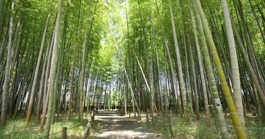 un verde bambú bosque en primavera soleado día amplio Disparo inclinación arriba video