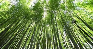 A green bamboo forest in spring wide shot low angle video