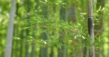 groen bamboe bladeren in Japans Woud in voorjaar zonnig dag video